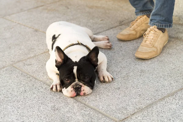 Scène Urbaine Chien Couché Sur Sol Côté Des Pieds Homme — Photo