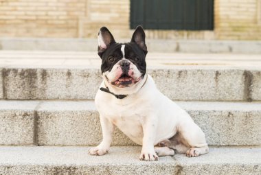 Kentsel sahne. Bir merdiven sokakta oturan köpek.