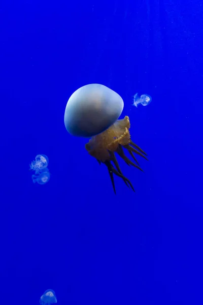 Medusas no fundo azul. — Fotografia de Stock