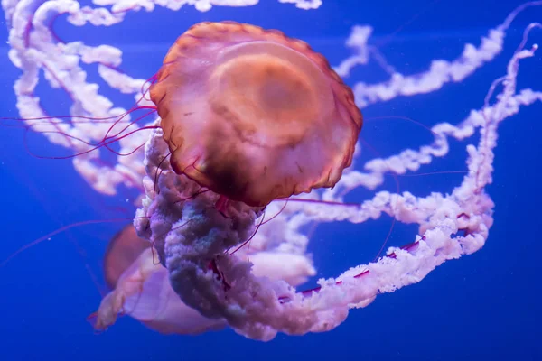 Medusas no fundo azul. — Fotografia de Stock