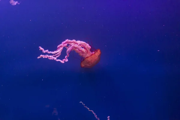 Medusas no fundo azul. — Fotografia de Stock