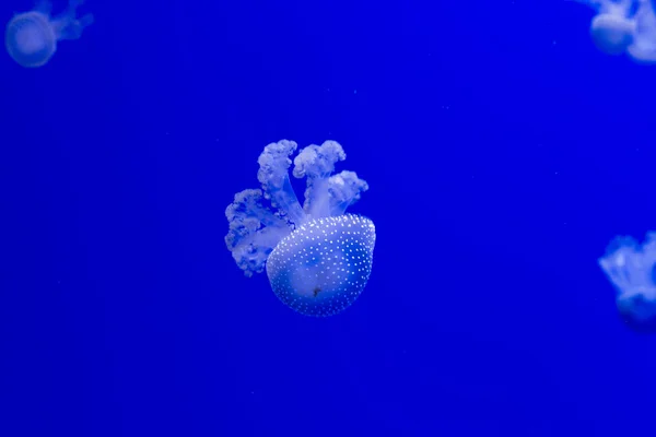 Meduse su sfondo blu. — Foto Stock