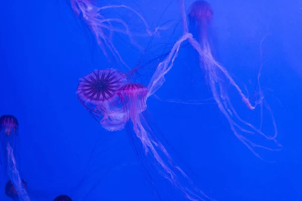 Medusas no fundo azul. — Fotografia de Stock