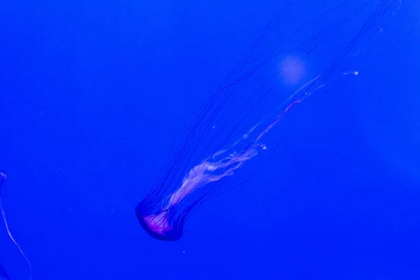 Meduse su sfondo blu. — Foto Stock