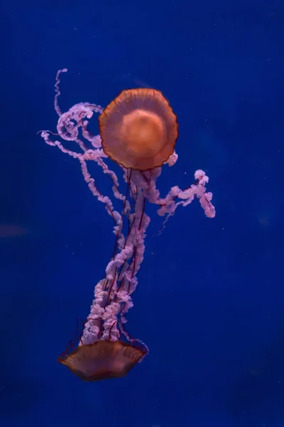 Medusas no fundo azul. — Fotografia de Stock