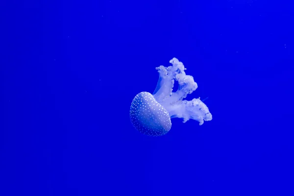 Meduse su sfondo blu. — Foto Stock