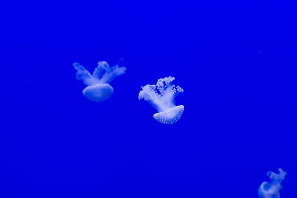 Meduse su sfondo blu. — Foto Stock