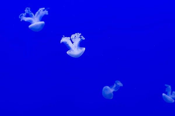 Meduse su sfondo blu. — Foto Stock