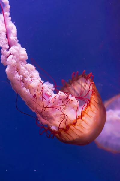 Meduse su sfondo blu. — Foto Stock