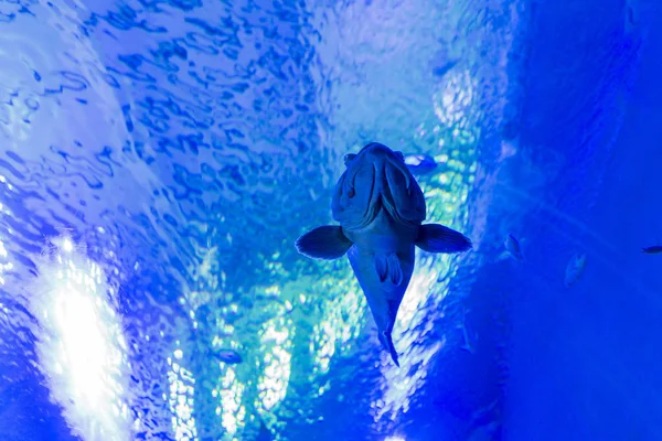 Fische schwimmen auf blauem Hintergrund — Stockfoto