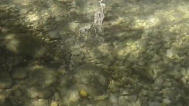 Taş ve taşlardan oluşan bir yatağın üzerinden akan küçük bir dereden temiz ve tatlı su. Saflık, doğa ve çevre kavramları.