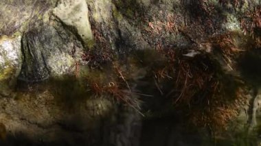 Düşmüş bir yaprağın yüzdettiği kökler ve su bitkileri arka planı olan küçük temiz su akışı.