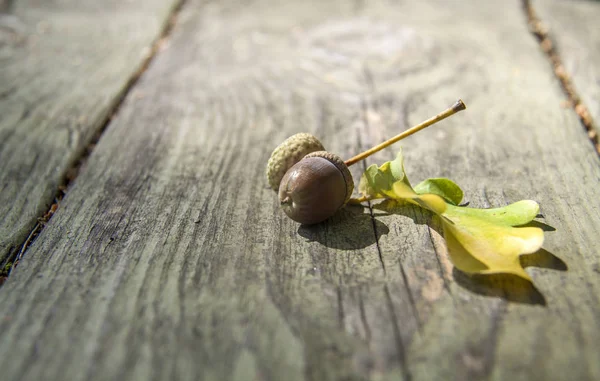 Autunno sfondo in legno con ghiande e foglie — Foto Stock