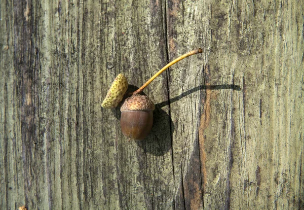 Herfst houten achtergrond met eikels en blaadjes — Stockfoto