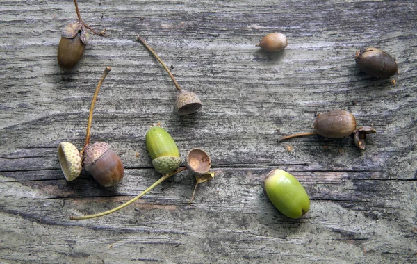 Automne fond en bois avec glands et feuilles — Photo