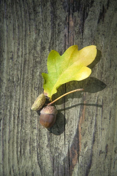 Осенний деревянный фон с желудями и листьями — стоковое фото