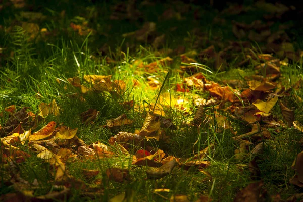 Yellow foliage in green grass autumn background — Stock Photo, Image