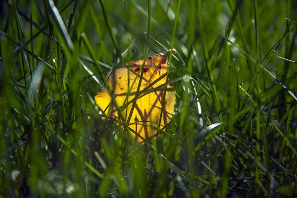 Желтая листва на зеленой траве осенний фон — стоковое фото