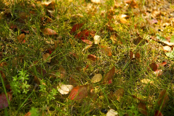 Folhagem amarela em grama verde fundo outono — Fotografia de Stock