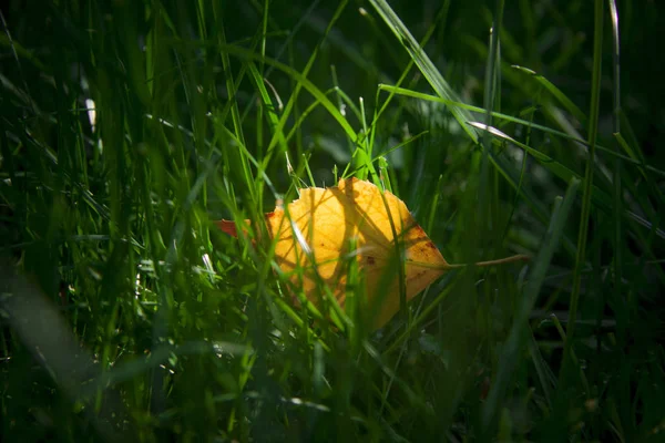 Желтая листва на зеленой траве осенний фон — стоковое фото