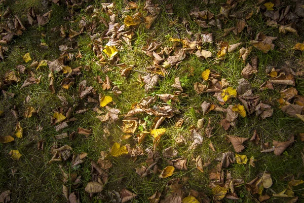 Жовте листя в зеленій траві осінній фон — стокове фото