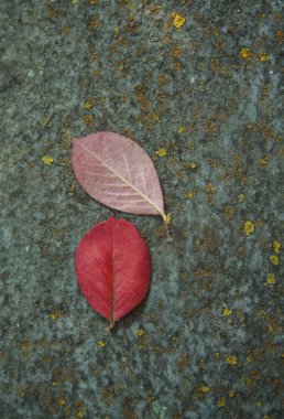 ahşap gri arka plan ile parlak kırmızı sonbahar yaprakları