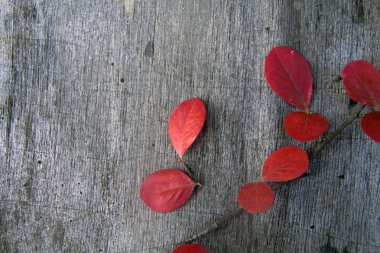 ahşap gri arka plan ile parlak kırmızı sonbahar yaprakları