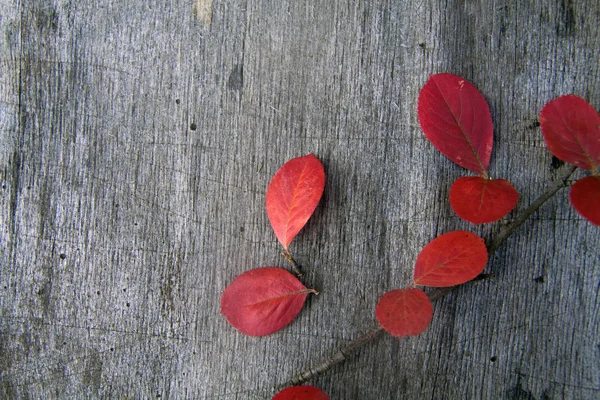 Wooden gray background with bright red autumn leaves — Stock Photo, Image