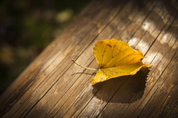 Ξύλινα γκρι φόντο με το φωτεινό κίτρινο φθινόπωρο φύλλα — Φωτογραφία Αρχείου