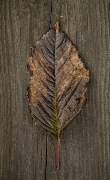 Темно-коричневий осінній лист на темному сільському дерев'яному фоні, мінімалізм — стокове фото