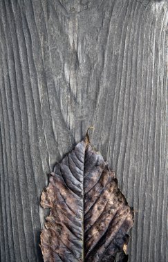 bir karanlık rustik ahşap zemin üzerine koyu kahverengi sonbahar yaprak minimalizm