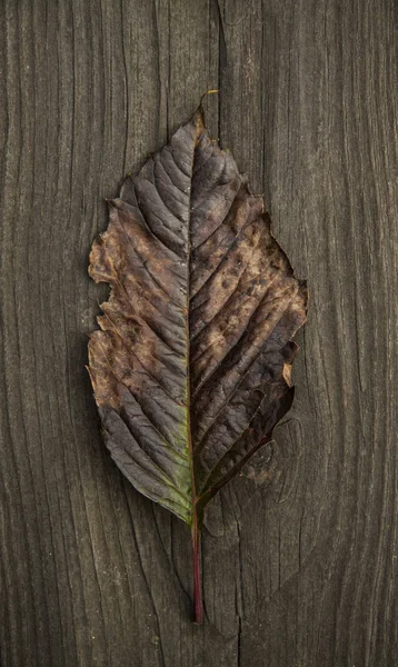 Σκούρο καφετί φθινόπωρο φύλλο σε ένα σκοτεινό ρουστίκ ξύλινα φόντο, μινιμαλισμό — Φωτογραφία Αρχείου