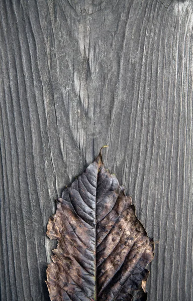 Mörk brun höst löv på en rustik trä bakgrund, minimalism — Stockfoto