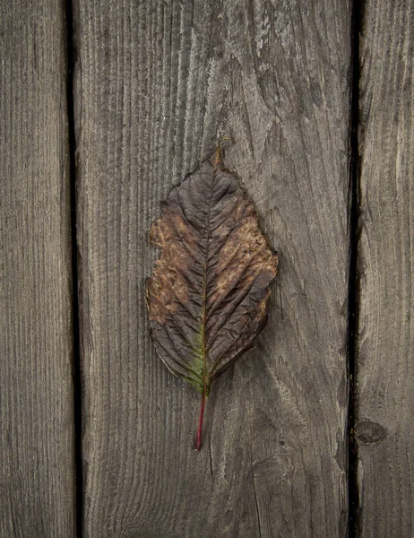 Dark brown autumn leaf on a dark rustic wooden background, minimalism Stock Image