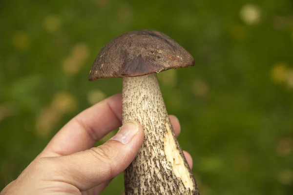 Дикий лес осенние грибы в руке на фоне листьев природы — стоковое фото