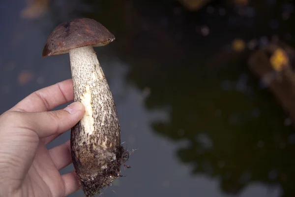 Дикий лес осенние грибы в руке на фоне листьев природы — стоковое фото