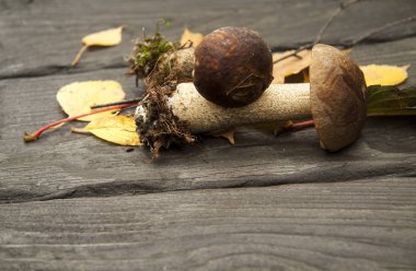 vahşi orman sonbahar mantar ve koyu ahşap rustik arka plan üzerinde bırakır