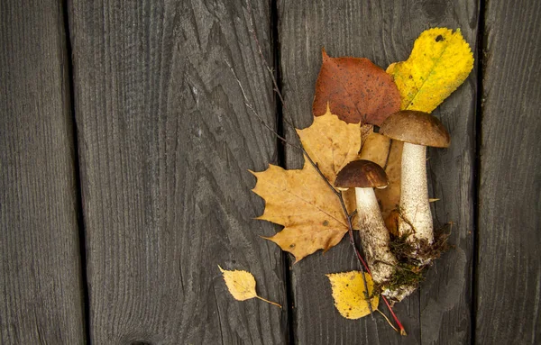 Дикий ліс осінні гриби і листя на темному дерев'яному сільському тлі — стокове фото