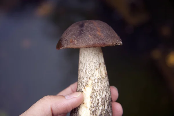 Bosque silvestre setas de otoño en la mano en la naturaleza hojas de fondo — Foto de Stock