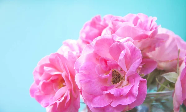 Ramo de rosa rosa sobre fondo azul colorido — Foto de Stock