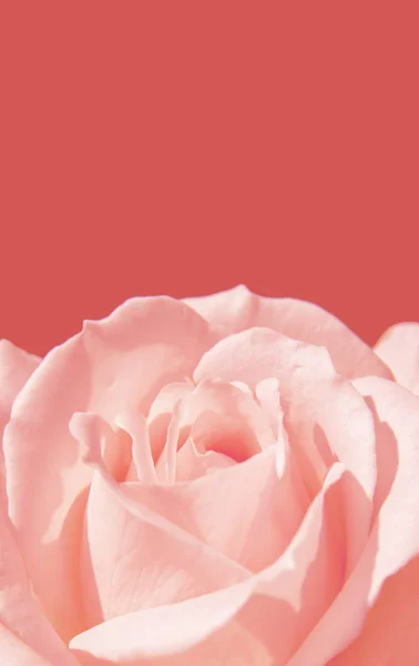 Close-up roze roos liefde symbool op roze achtergrond — Stockfoto