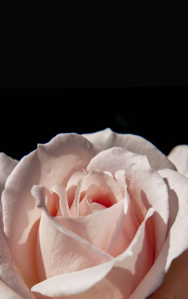 Close-up pink rose love symbol on black background — Stock Photo, Image