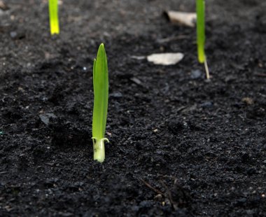 Yeşil taze bahar bitki filiz toprağa
