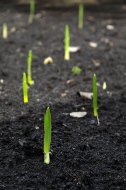 Yeşil taze bahar bitki filiz toprağa