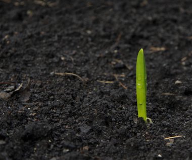Yeşil taze bahar bitki filiz toprağa