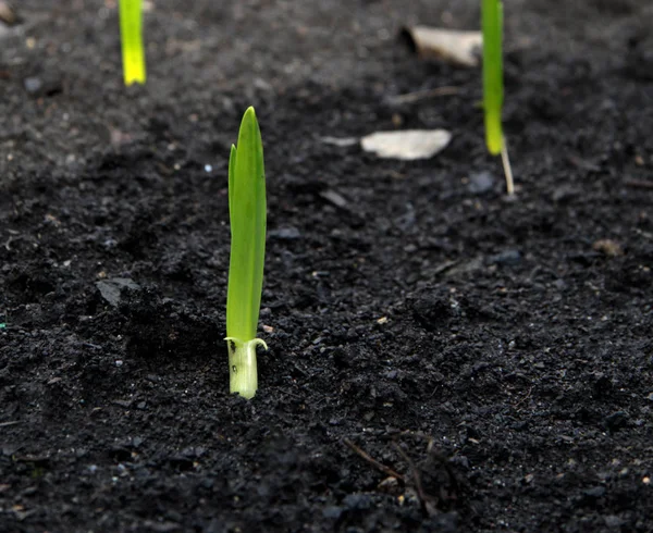 Yeşil taze bahar bitki filiz toprağa