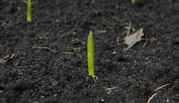 Broto de planta de primavera fresca verde no chão — Fotografia de Stock
