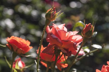 Mercan rengi yaşayan narin pembe gül Close-up