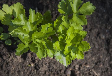 Bahçe Yatak ile büyüyen otlar, maydanoz, kereviz yaprakları