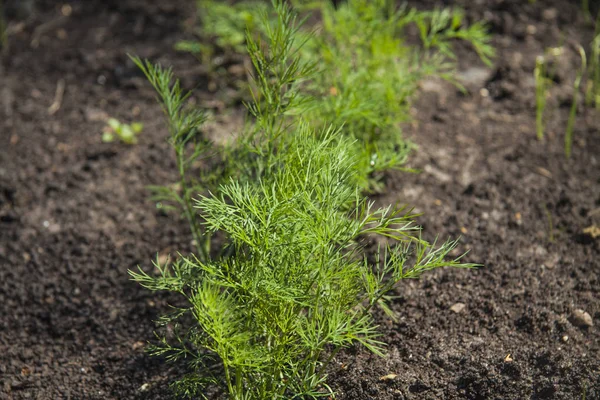 Trädgård säng med växande örter, dill — Stockfoto